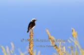 WildLife Photos of Birds, Wheatears & others, Pied Wheatear, Oenanthe pleschanka